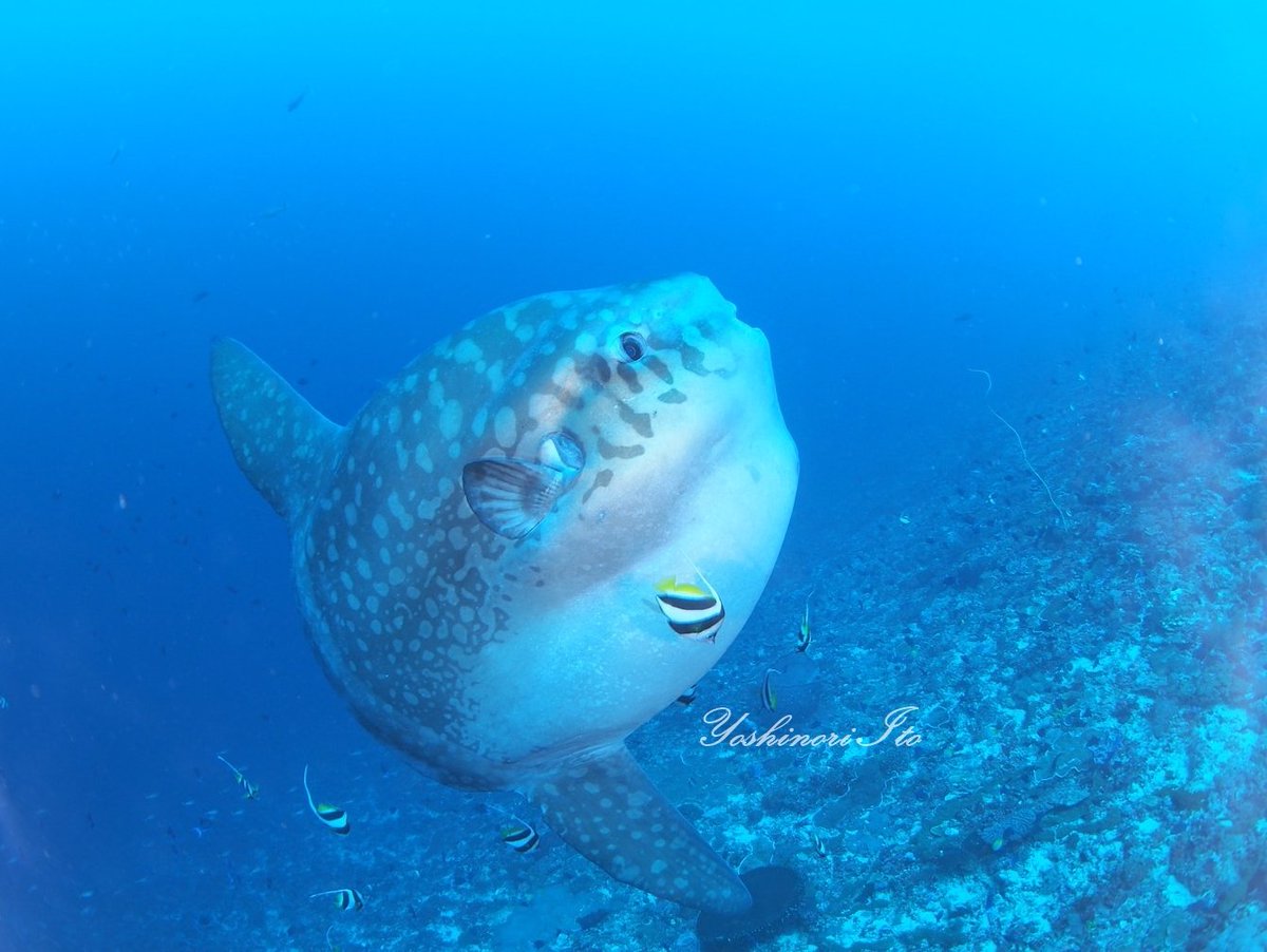 MAXDIVEBali1's tweet photo. おはようございます。昨日ヌサペニダでみたマンボウ! 📷ゲストが撮影された写真です。巨大マンボウのクリー二ングシーンに感動😍 #バリ島 #ダイビング #マンボウ #molamola https://t.co/FPeGRYcthv
