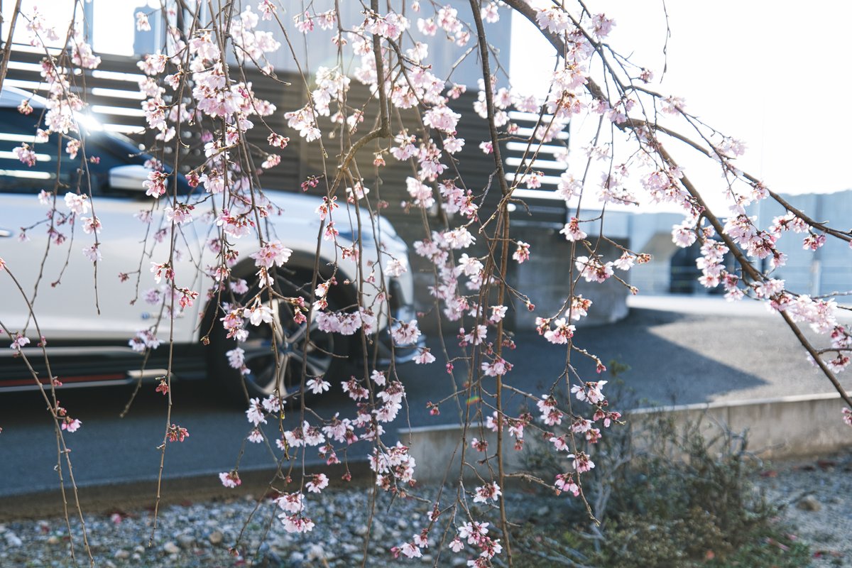 おはようございます
今日も新潟は晴れています
３連休最後の日 素敵な１日になりますように
４月７日に撮影した街スナップや咲き始めた桜

#ファインダー越しの私の世界 
#カメラ好きな人と繫がりたい 
#写真好きな人と繋がりたい 
#写真撮ってる人と繫がりたい
#キリトリセカイ 
#photography