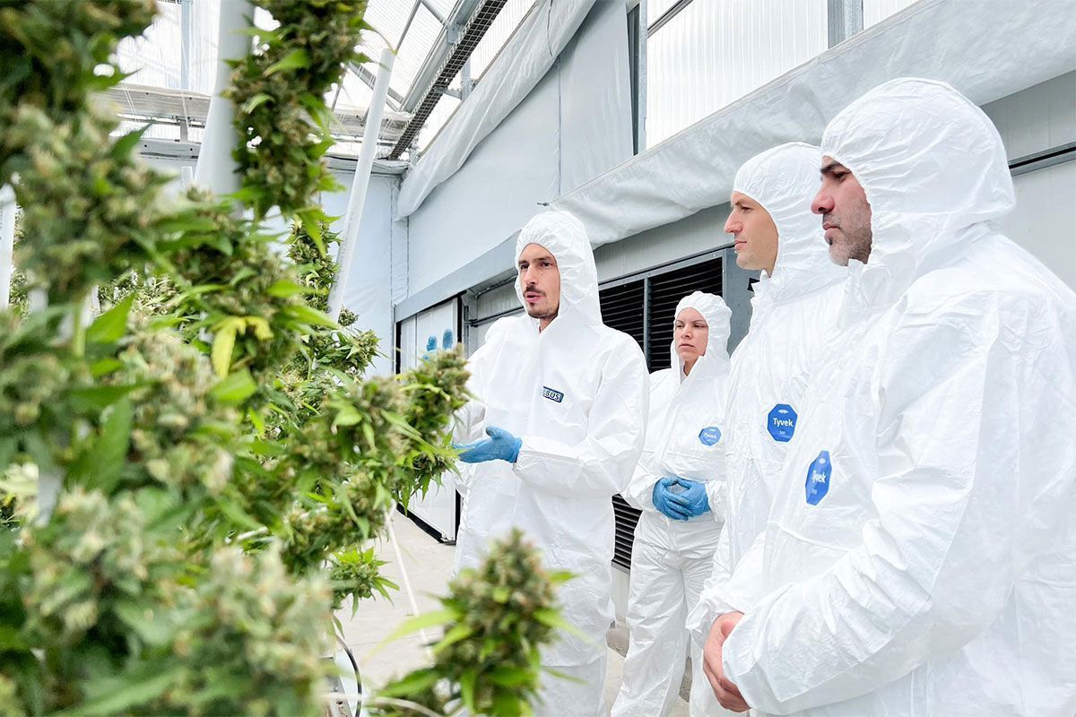 🟢 El mundo cannabis, otra víctima del ataque conservador del gobierno de Javier Milei.

✍ <a href="/FedeTrofelli/">Federico Trofelli</a> | buff.ly/4aWhx4C