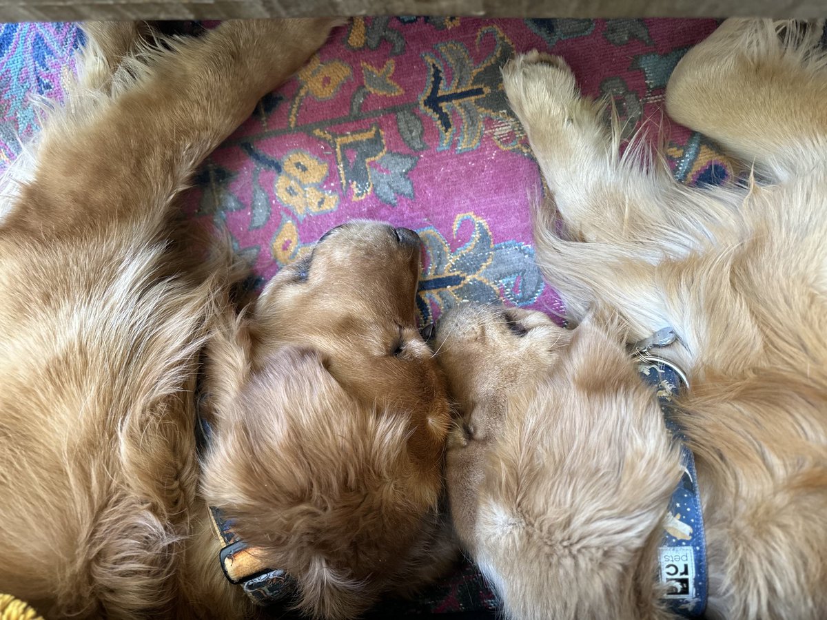 Life with the guys: early mornings, constant mischief, eating everything in sight... yet their unconditional love and adorable naps make it all worthwhile. #GoldenBoys#Gus #Kona#PetLife #FurBabies #UnconditionalLove