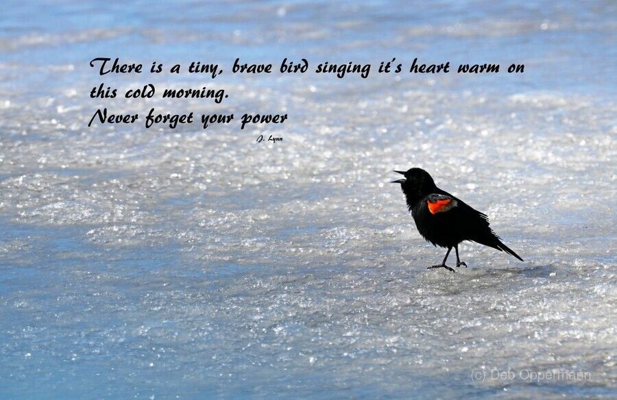 Thanks to the buyer in Phoenix, US for your purchase of The Power Within brushed metal print Available here with #FreeShipping North America #RedWingedBlackbird #InspirationalQuote #MotivationalQuote #wallart #artforsale #bird #BirdPhotography #wildlife buff.ly/3Ui9wQi