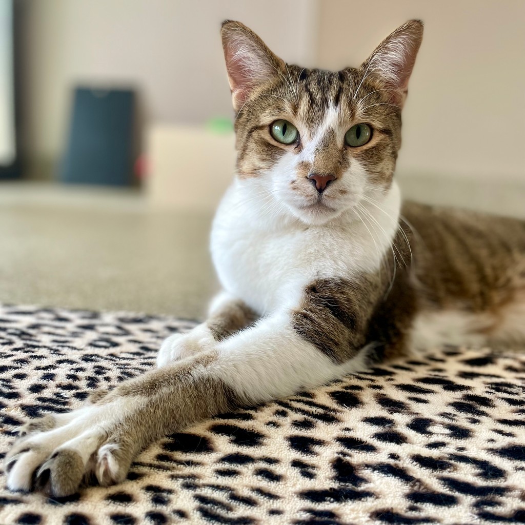 May I have your attention, please? 😺 I'm Slimothy! At 6 years young, I'm all about quality time, head scratches, and snuggles. 🤗 Ready for a laid-back buddy who loves R&R and nap adventures? I'm your guy! 💕 #TreeHouseCats #Chicago #Adopt #Slimothy #Cats