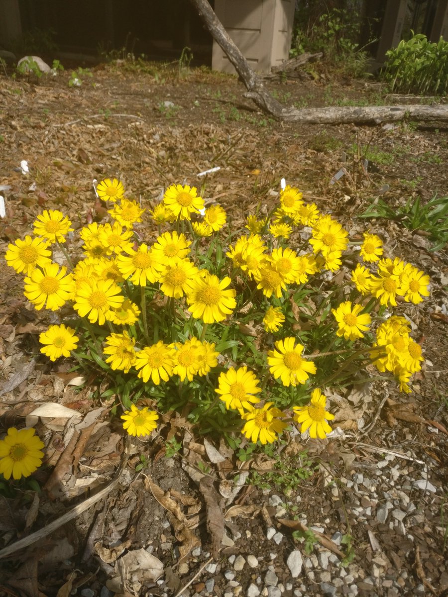 Lakeside daisy is a native perennial that only grows in alvar habitat. It's endangered due to habitat loss & loss of genetic diversity.CREW plant scientists analyze genetic diversity that exists in protected introduced populations & surviving natural populations #NativePlantMonth