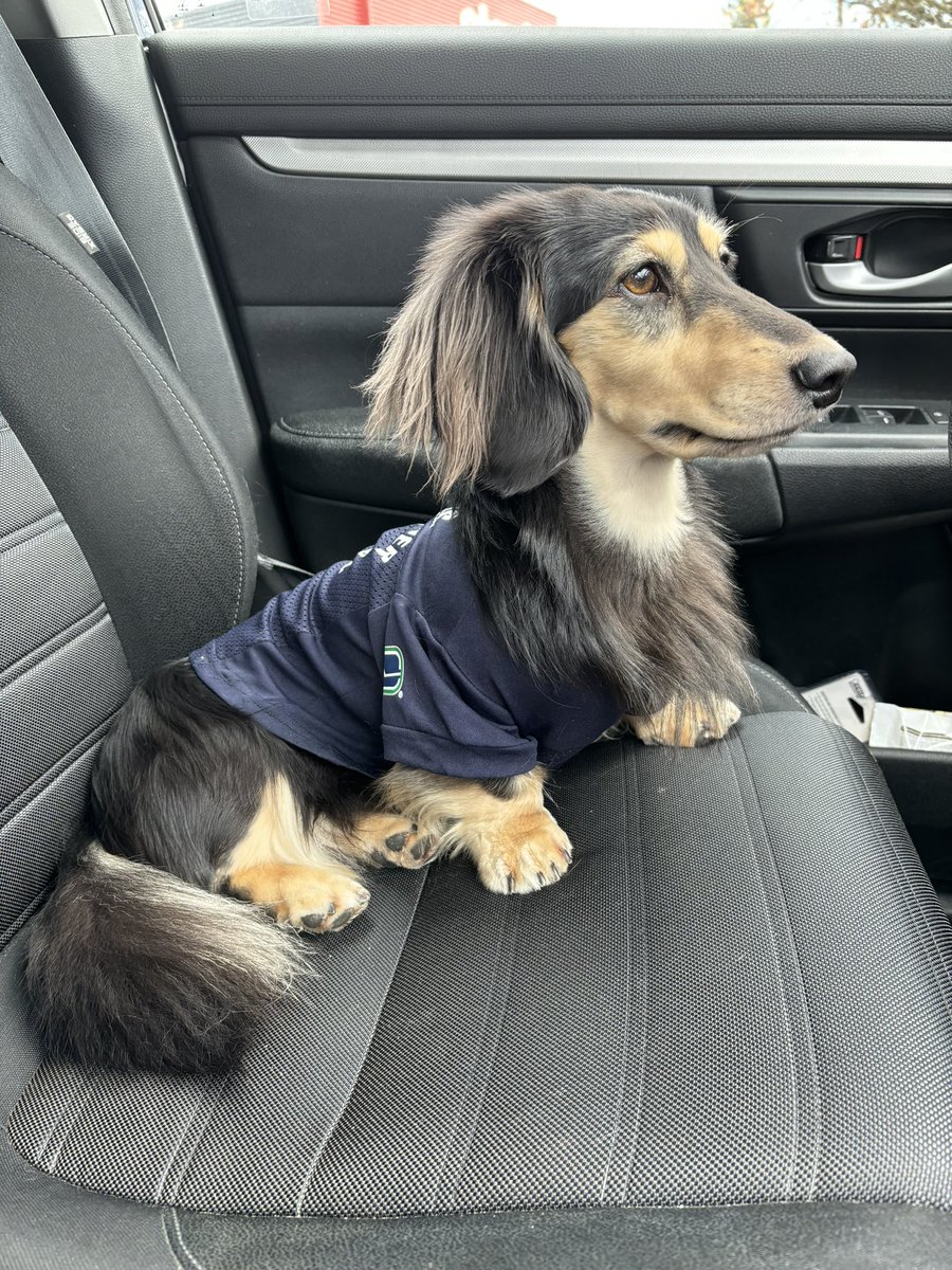 YaunnaRae's tweet photo. Playoff game day! We’re cheering for you @canucks!!! All together. All in. 🐶🐾🏒

#vancouver #vancouvercanucks #gocanucks #gocanucksgo #dachshund #minidachshund #nhl #vancouverdogs #playoffs #nhlplayoffs #canucks #alltogether #allin https://t.co/tPYMQIg9vI