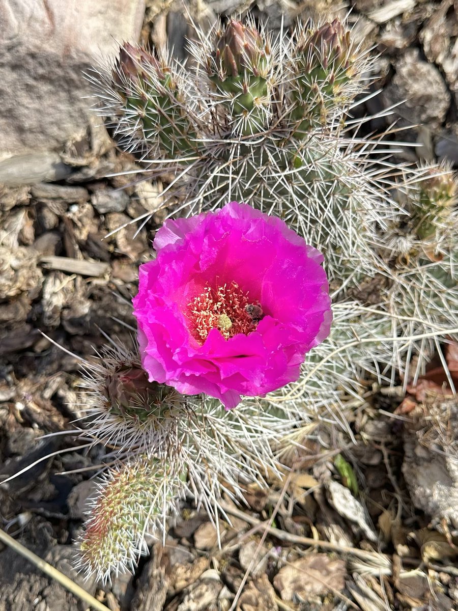 Fleur de cactus 🌵🤩 Avec une petite butineuse au repos 🐝