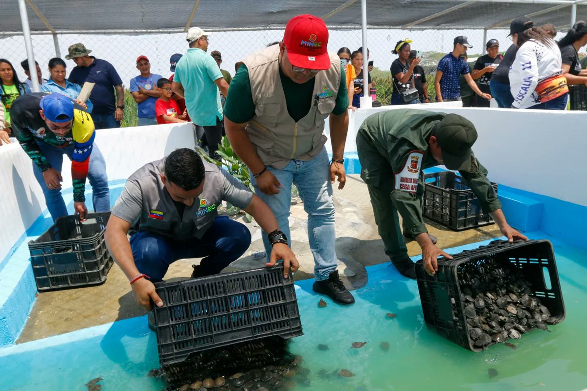 EcosocialismoV's tweet photo. 20.000 tortuguillos con 15 días de nacidos en las playas de Santa María  del Orinoco, estarán bajo alimentación y cuidados especiales hasta que tengan el tiempo y tamaño adecuado para ser liberados en su hábitat natural. https://t.co/79yyui1nez