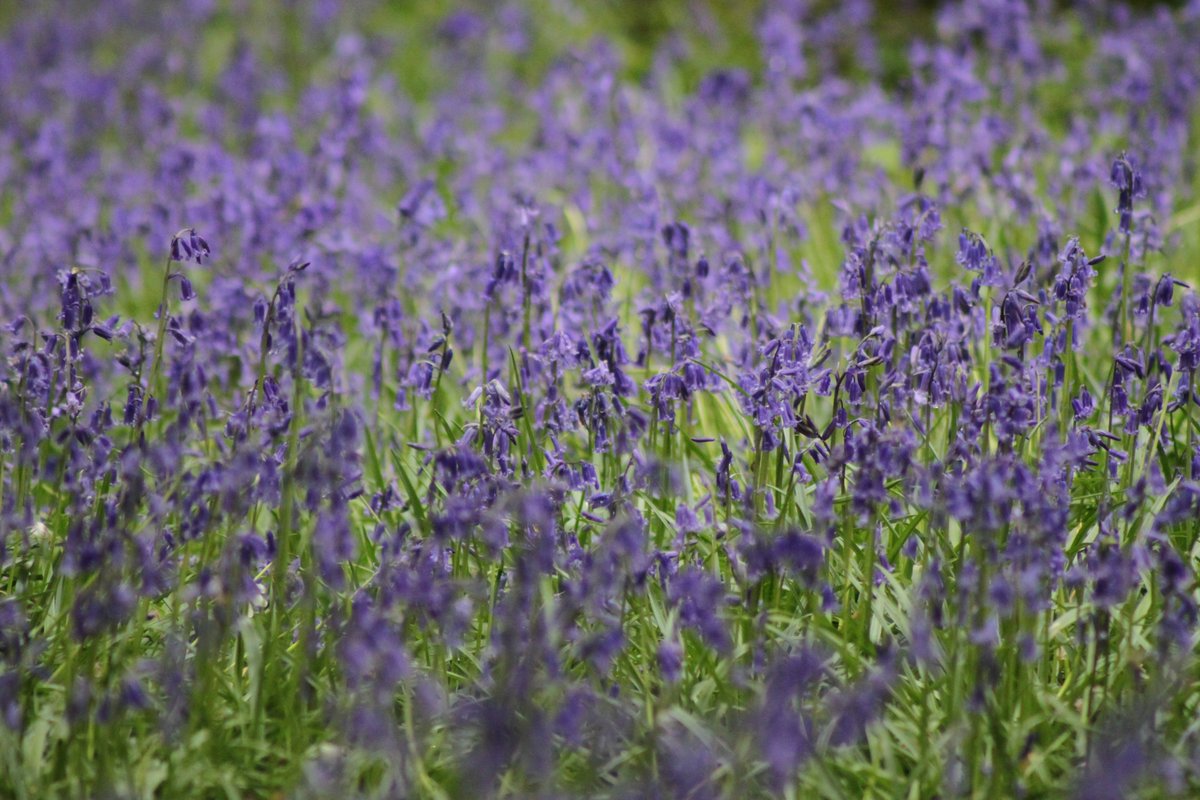 #photography #35mm #nature #trees #flowers #bluebells #springflowers  #moss #forestwalks #walking #unitedkingdom