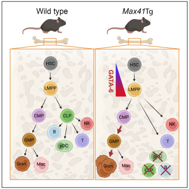 Waggoner Lab (@labwaggoner) on Twitter photo Inadvertent mis-expression of GATA6 in hematopoietic progenitors results in a loss of CLP, B cells, and pDCs and instead drives progenitors down the granulocyte-macrophage pathway <a href="/CellReports/">Cell Reports</a> <a href="/AudigerCindy/">Cindy Audiger</a>
cell.com/cell-reports/f… Inadvertent mis-expression of GATA6 in hematopoietic progenitors results in a loss of CLP, B cells, and pDCs and instead drives progenitors down the granulocyte-macrophage pathway <a href="/CellReports/">Cell Reports</a> <a href="/AudigerCindy/">Cindy Audiger</a>
cell.com/cell-reports/f…