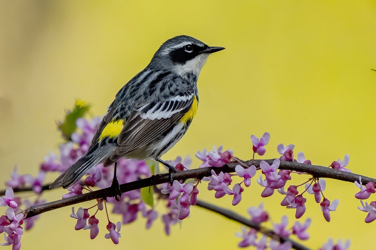 Yellow-rumped @CentralPark_NYC Sunday walk with @BirdingBobNYC #birdcpp #BirdsSeenIn2024 #birding #BirdTwitter @inaturalist #BirdsofNYC @BirdCentralPark #BirdsOfTwitter #birdphotography #NewYorkCity #SonyA1 #springmigration #warbler