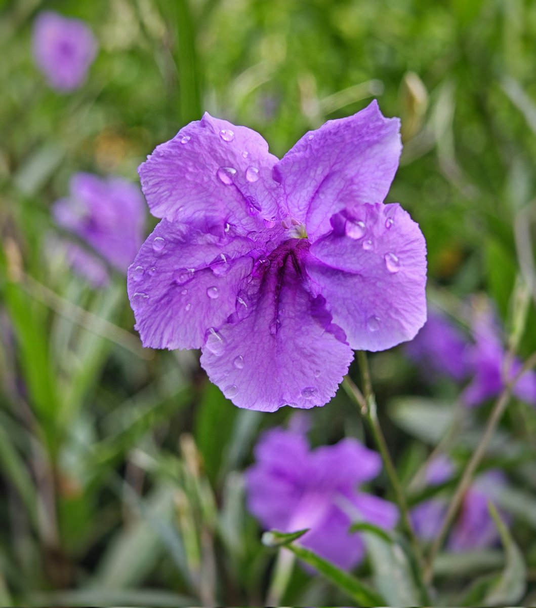 yeantotravel's tweet photo. Last few days for #springinbloom
Today's flower is Ruellia tuberosa, also known as @snapdragon root and sheep potato!
#ShotOnSnapdragon
#snapdragoninsiders
#shotonoppo
#oppofindx7pro https://t.co/I8tZ9wmRnK