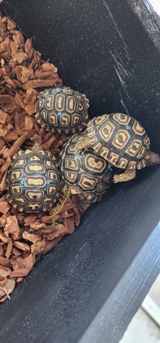 New babies 😁.  Now I'm making a new nursery for all the lil ones. https://t.co/kPqUY5rUu9