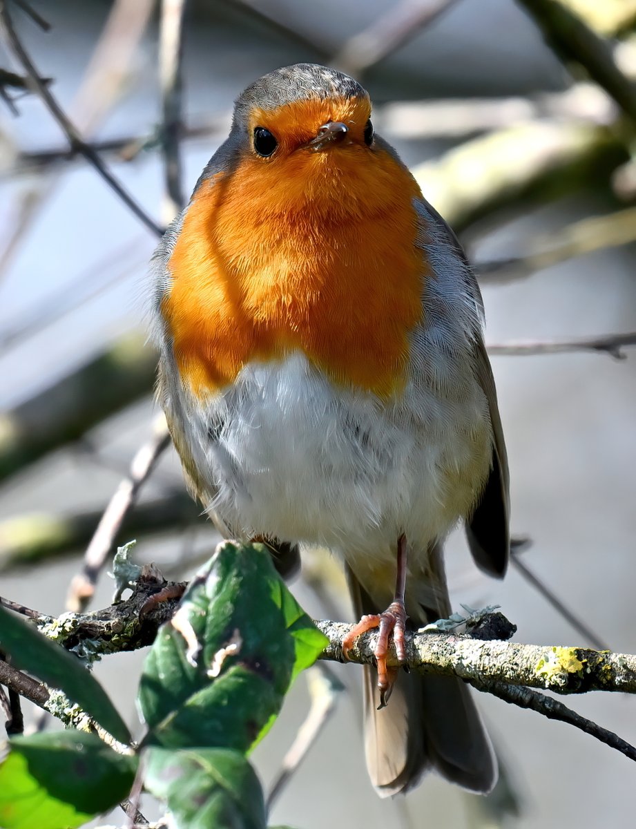 Proud Robin! 😍
 Taken recently at RSPB Ham Wall in Somerset. 😊🐦