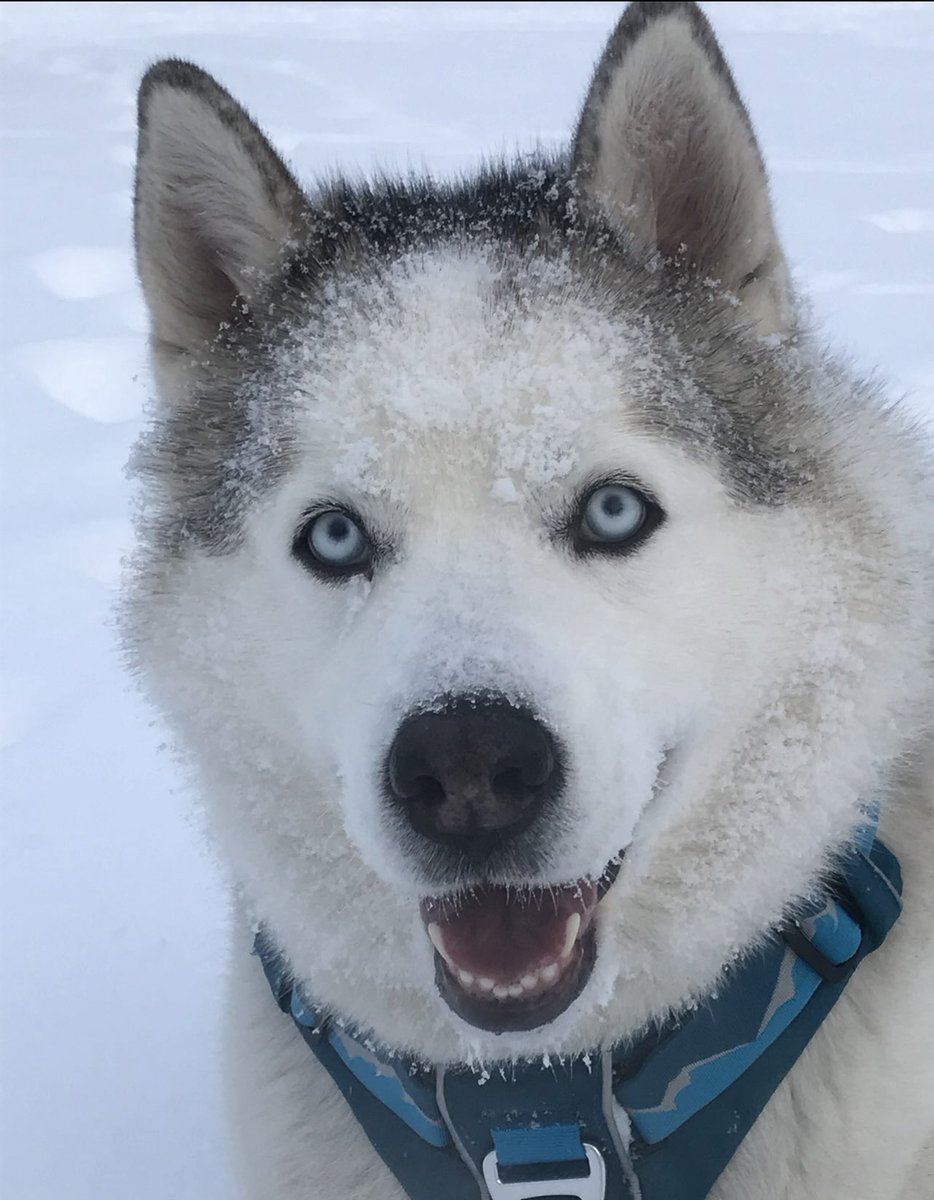 Shilo40344251's tweet photo. @joncoopertweets My best friend Opie♥️🐾 https://t.co/Ki0imiAiws