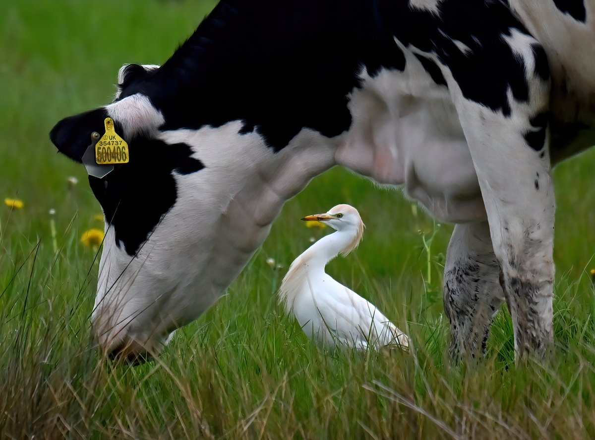 Cattle Egret stalking around the cattle! 😁
 Taken this weekend at Tealham Moor in Somerset. 🐦
Good morning everyone! 👋♥️