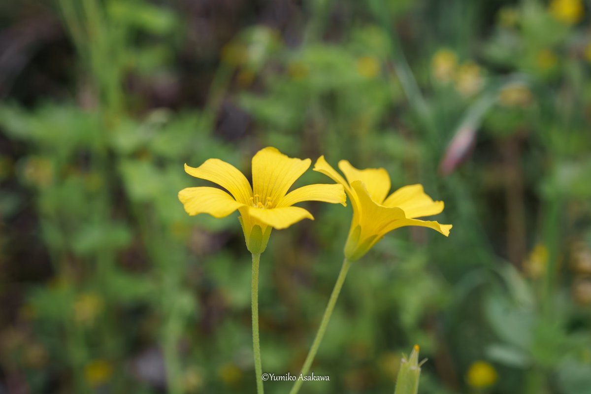 カタバミさん♪
小さなお花ですけれどたくさん咲いてます(^^♪

#カタバミ #oxalis #ビタミンカラー #黄色い花 #yellowflowers #flowers #flowerphotography #nature #naturephotography