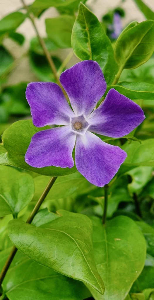 Vinca minor (lesser periwinkle) 💜📸