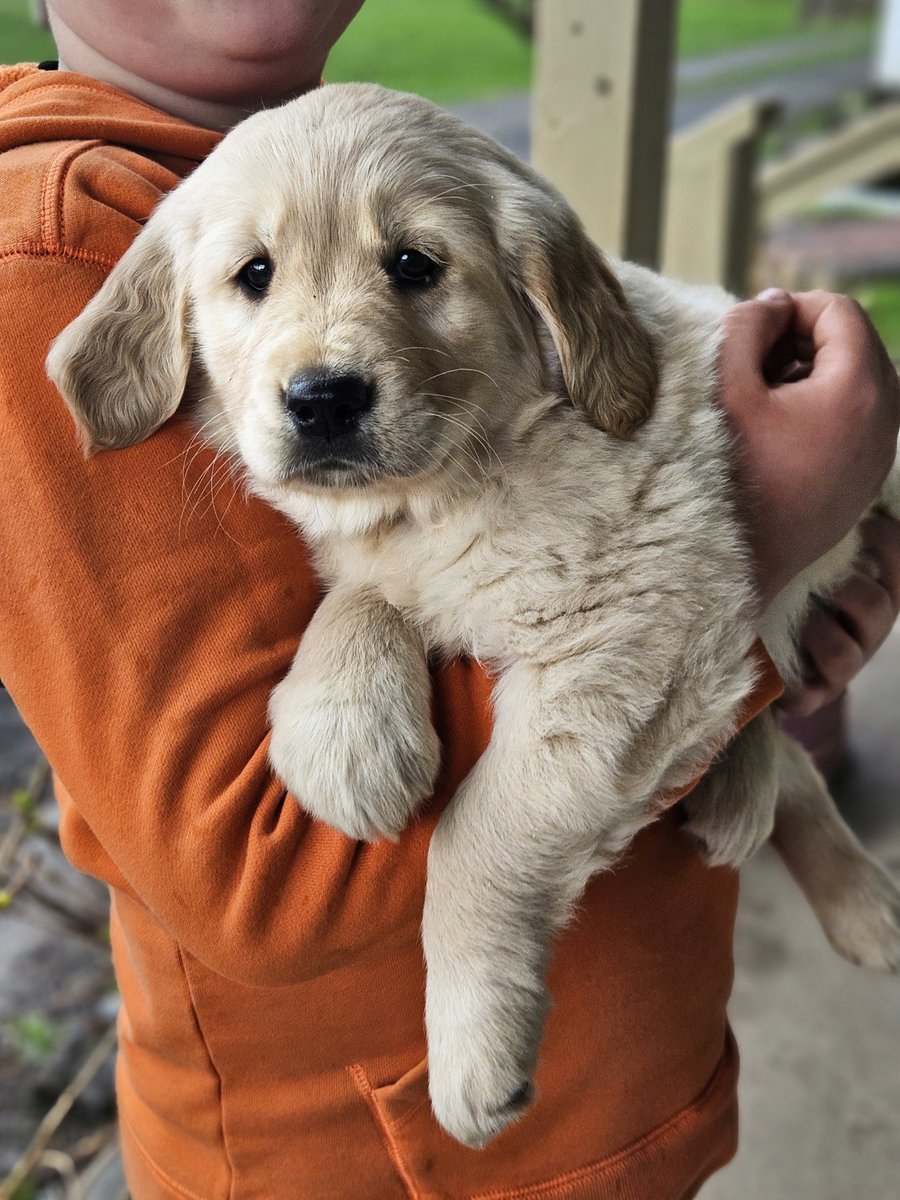 Updated puppy photo! Meet Willow. We pick her up Mother's Day Weekend 🐾♥️

#WomansBestFriend
#GoldenRetriever 
#PuppysAreGoodForTheSoul