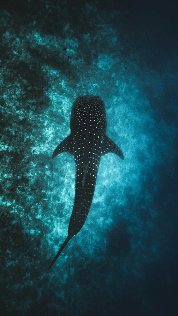 Discover the majestic world of whale sharks 🌊 Dive into our exclusive feature and explore the wonders of swimming with giants! #WhaleSharks #UnderwaterAdventure 

🤿 👉  buff.ly/3wmzJoJ