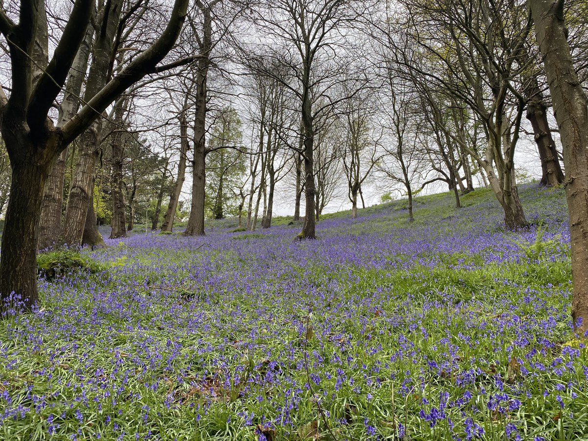 Spectacular bluebells at Emmetts Garden @southeastNT