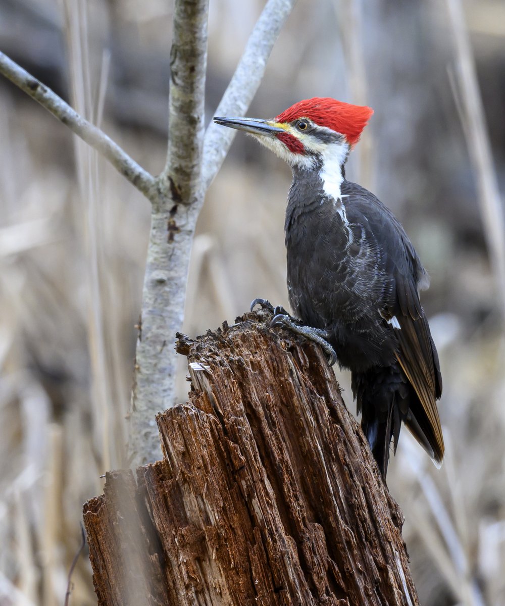 A male Pileated Woodpecker taking a look around from the top of a stump. He would pop up every few minutes before scooting back down to hammer away and look for tasty ants in the bark.