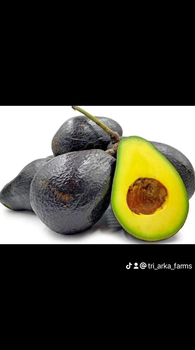 Tri_arka_Farm's tweet photo. Maluma adalah varietas komersial alpukat yang ditemukan di Afrika Selatan. Maluma avocados berukuran 150–400 gram, dengan ukuran rata-rata 250–300 gram. Saat mentah, buahnya hijau dan berubah menjadi ungu-hitam tua saat masak. Kulit buahnya kasar dan berkerikil. https://t.co/ehKnSGX76f