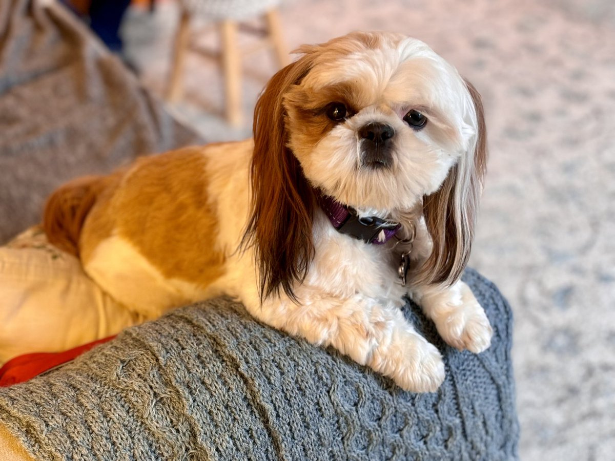 It was a working weekend for me. But joyful work. Thanks to @modernirish and @waub for allowing me to record what will be the keynote for the @twuc AGM next month. Kim’s dog, Seamus, makes several cameos.