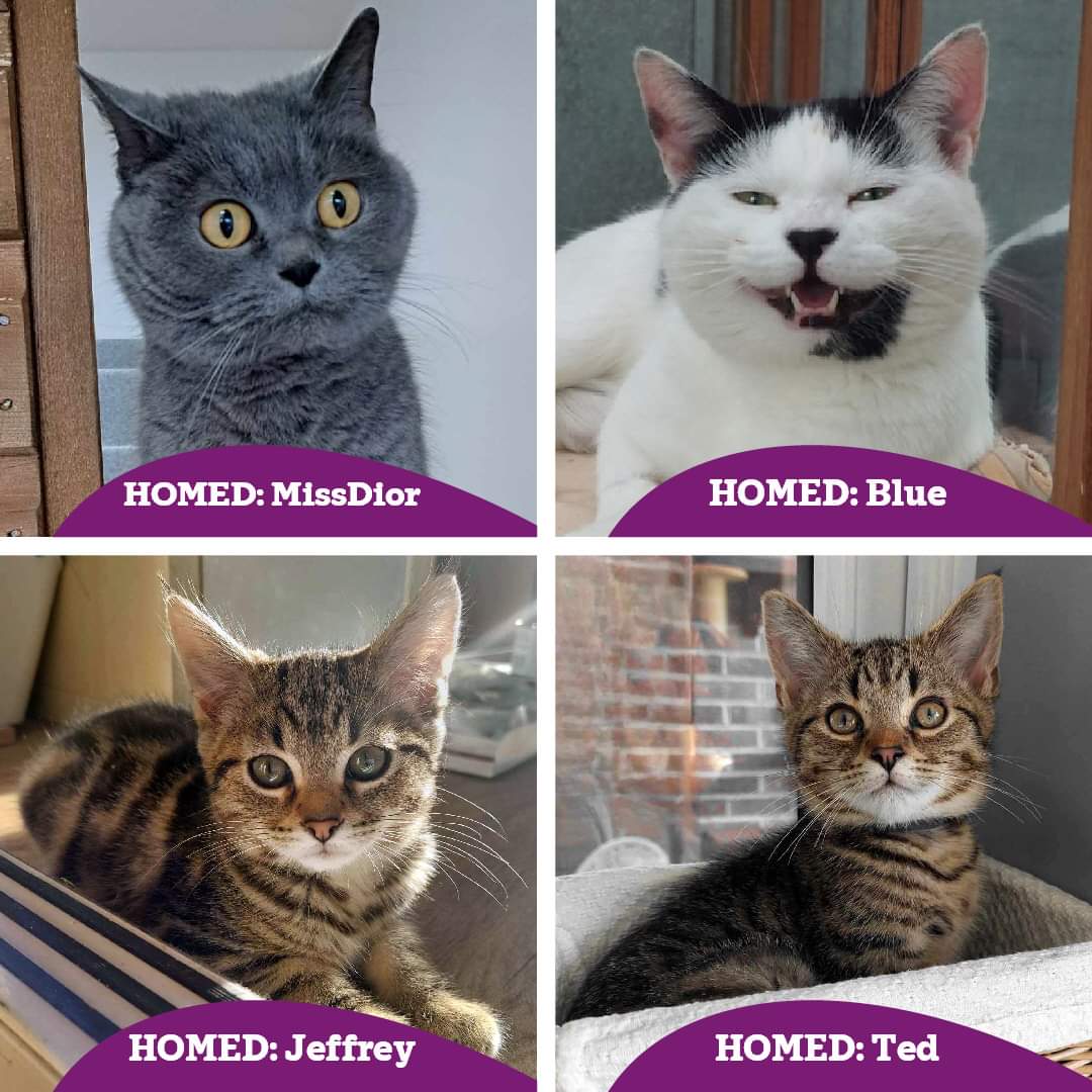 HOMED: we are pleased to announce our homings continue, with 4 lucky cats leaving our care this week🙂 That brings us to a total of 91 cats homed so far this year, will we reach the 100 milestone by next weekend? Thank you to all of you for your support 🙂 #AdoptDontShop