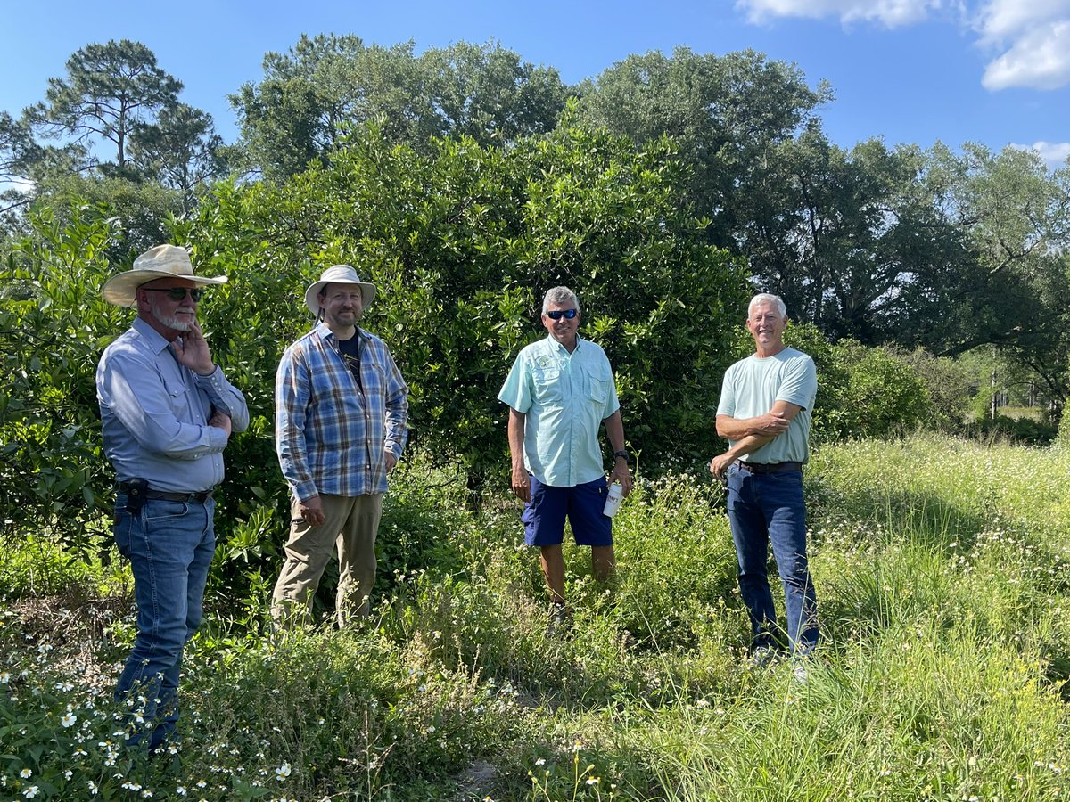 BugLundgren's tweet photo. The citrus industry is almost dead in FL. 5% of the production of its hay day. As the current system collapsed, a handful of regen citrus growers are reviving their orchards and growing oranges for profit. 1000 Farms is documenting these heroic farmers https://t.co/Z1qhv0lw8L