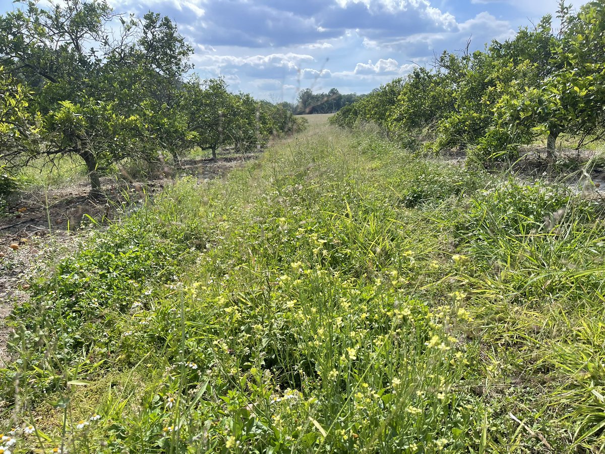 The citrus industry is almost dead in FL. 5% of the production of its hay day. As the current system collapsed, a handful of regen citrus growers are reviving their orchards and growing oranges for profit. 1000 Farms is documenting these heroic farmers