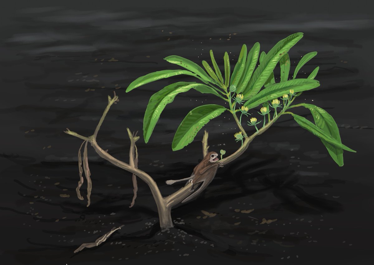 JoschuaKnuppe's tweet photo. Results from the #paloestream!
Today we did pieces inspired by talks give on yesterdays #PaleostreamCon
Williamsoniella coronata surviving ashfall, an adult Diplodocus based on preserved scales on a juvenile, Nursallia in Cretaceous Lebanon and Asteriornis nesting in a mosasaur https://t.co/bIc66XfEb0
