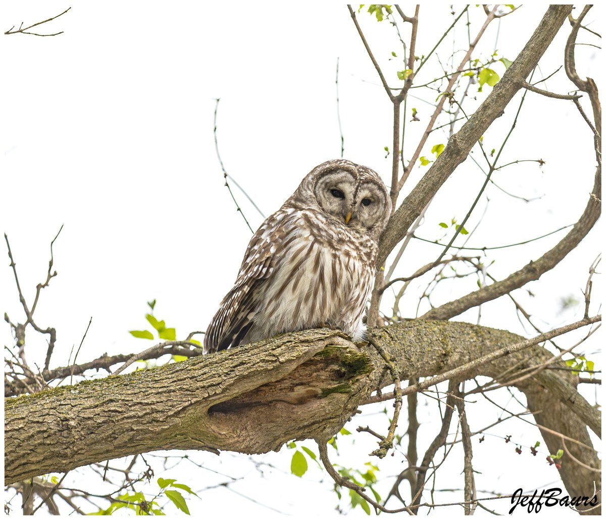 Seen this Barred Owl sitting on a branch above the road a week ago. Didn't go back to get a picture. Passed by tonight and it was out there again, so I drove around the block and got a picture. 🦉
April 28, 2024
#BarredOwl #WhoWho #Delton #BarryCounty #Michigan #PureMichigan