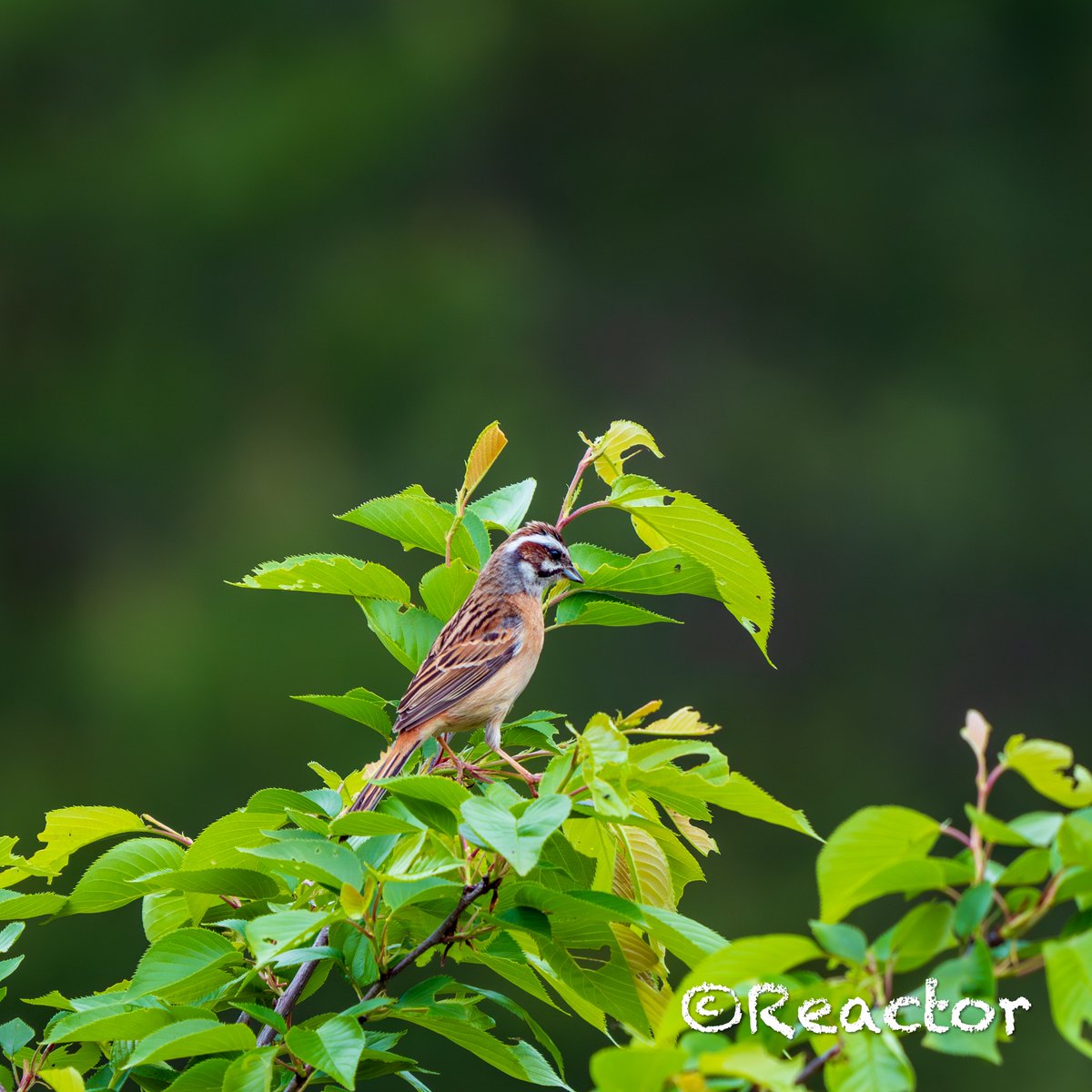 おはようございます🐥
α6700 + SEL100400GM
F6.3　1/500　ISO500
#ホオジロ