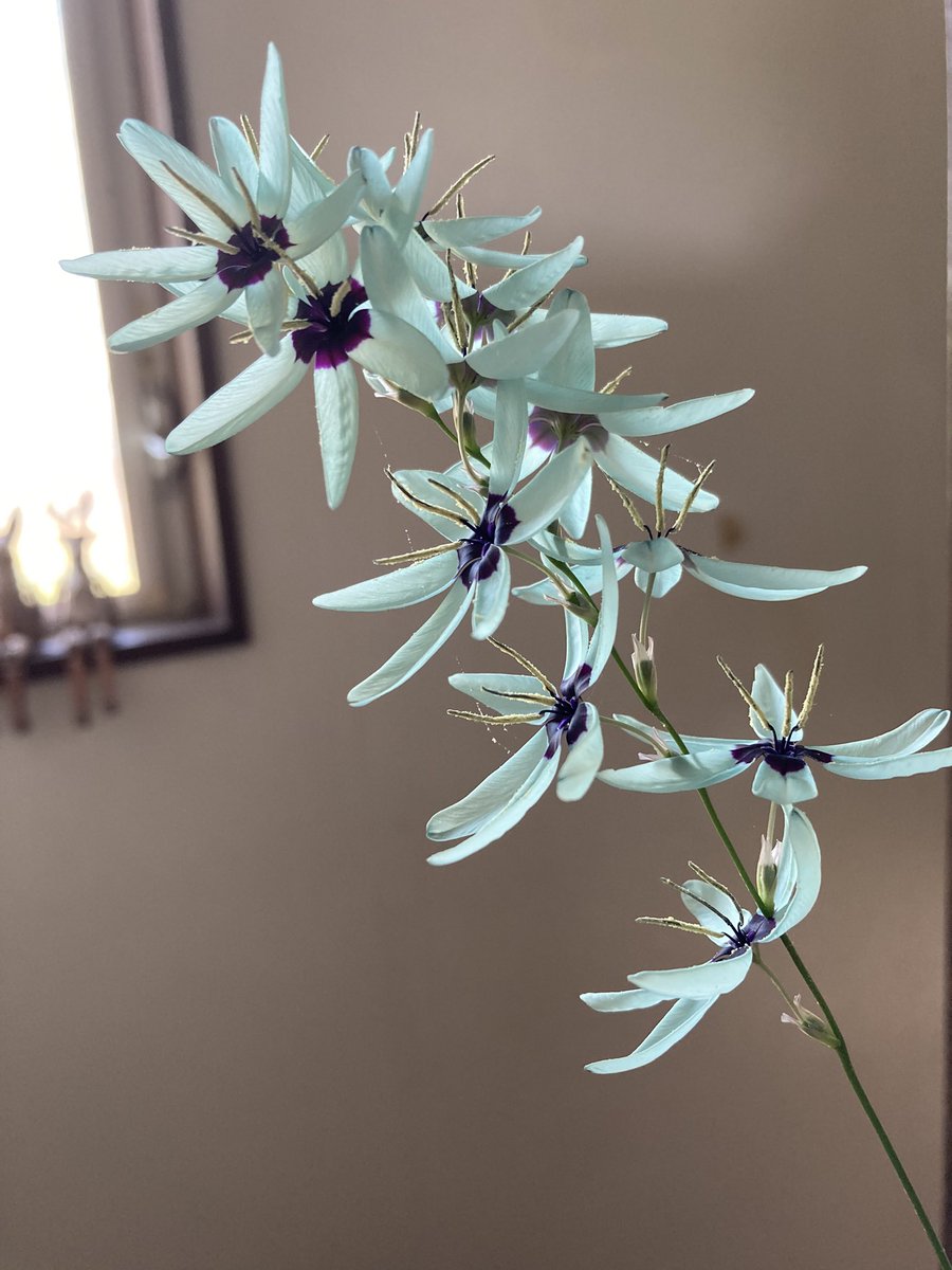 Ixia viridiflora

翡翠色🩵に近いブルー
南アフリカ原産の花

今年は豊作😊