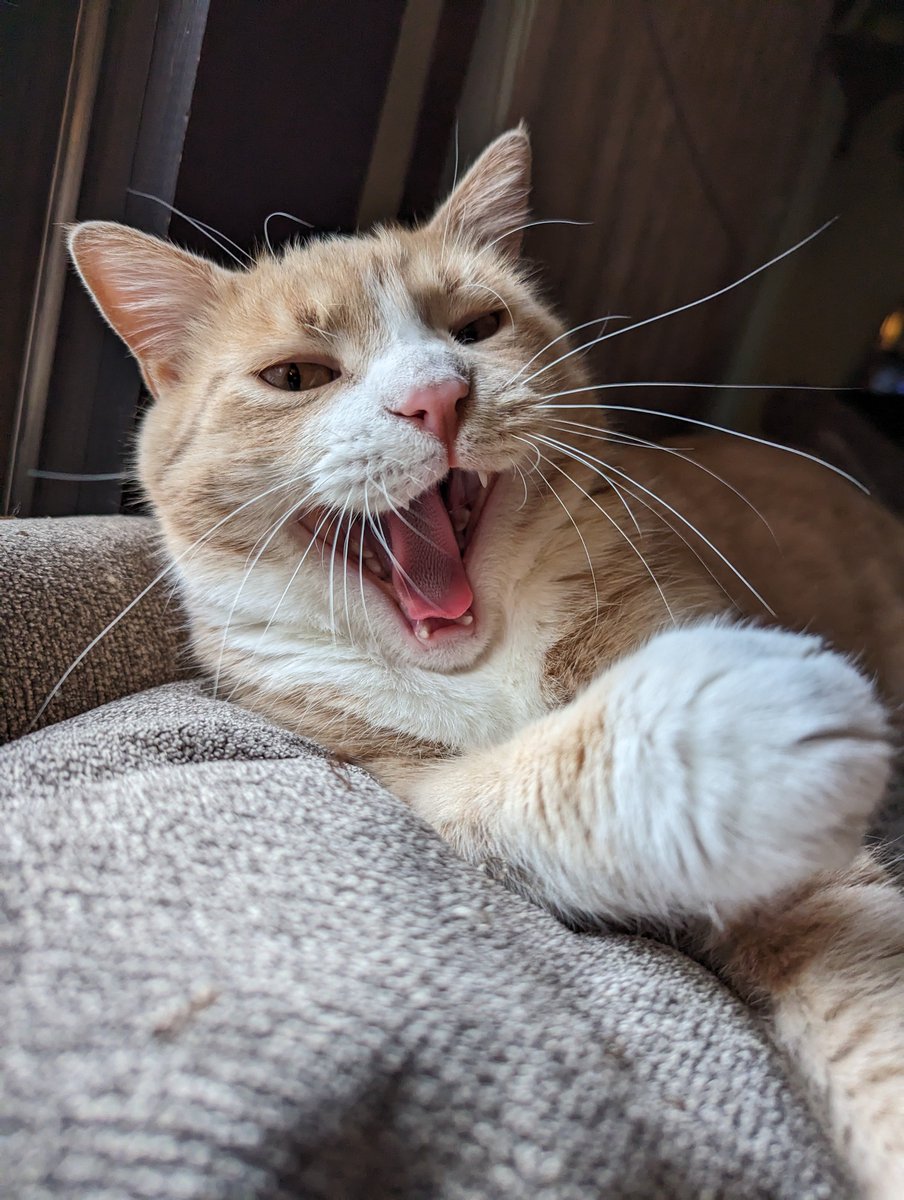 Lularacha (@lularacha23) on Twitter photo 