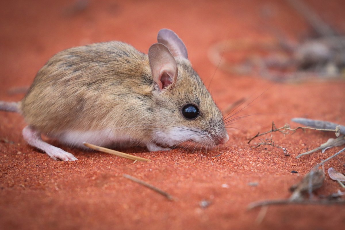 Monday mornings got your head in a spin? 😵‍💫 Hop into a new week with some species fun facts! Spinifex Hopping-Mouse (Notomys alexis) 🐭 lives in arid environments. To combat dehydration 💧 these mice excrete solid urine! 📸 | darcywhittaker 💻 | spr.ly/6017blTAl