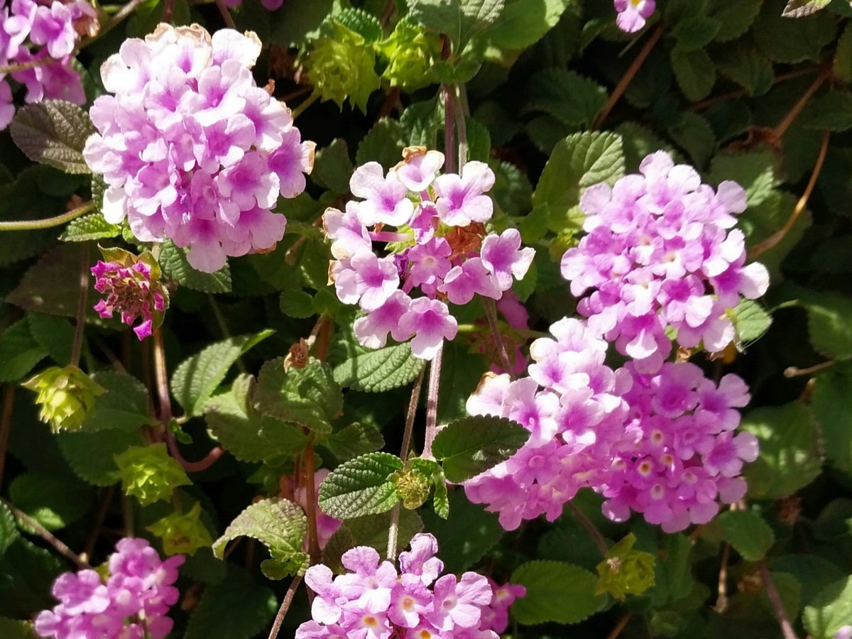 Sunshine and flowers