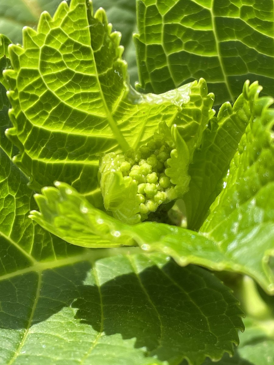 紫陽花にも蕾らしき物が出てきた