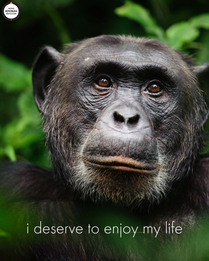 Animals deserve to enjoy their lives. 🧡