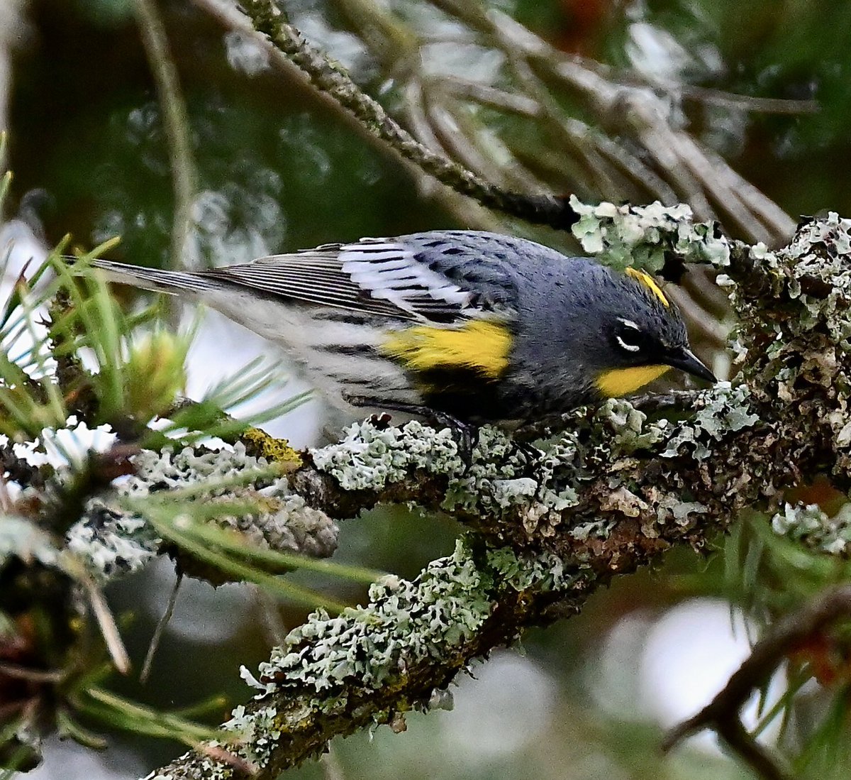 A Yellow-rumped Warbler for #SundayYellow 💛 #TwitterNatureCommunity #TwitterNaturePhotography #birdphotography #BirdsOfTwitter #wildlifephotography #NaturePhotography