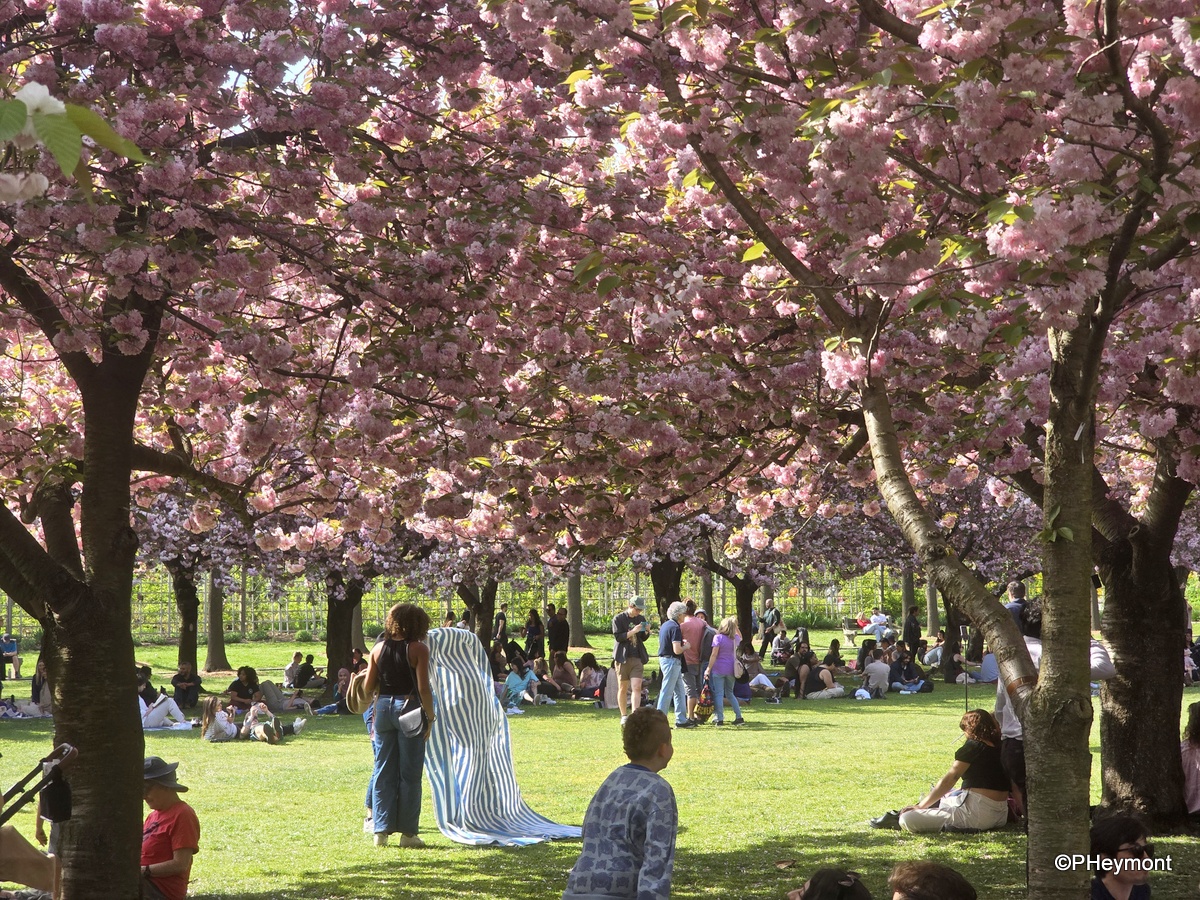 #GumboOnTheGo!       #ttot

#Crowds #Blossoms #CherryEsplanade #Brooklyn #BotanicGarden

travelgumbo.com/resource/0817