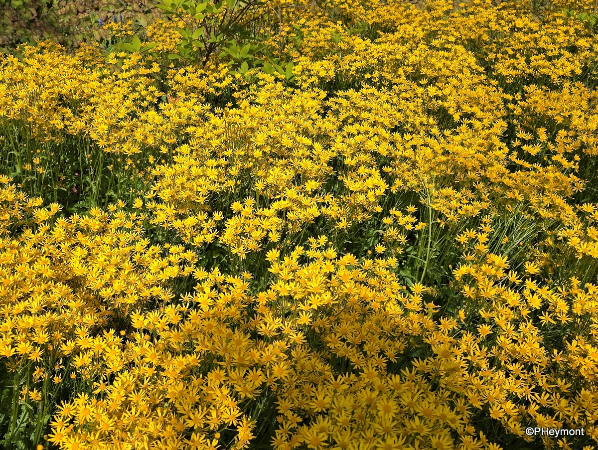 #GumboOnTheGo!       #ttot

#CarpetOfDaisies #Brooklyn #BotanicGarden

travelgumbo.com/resource/a-car…