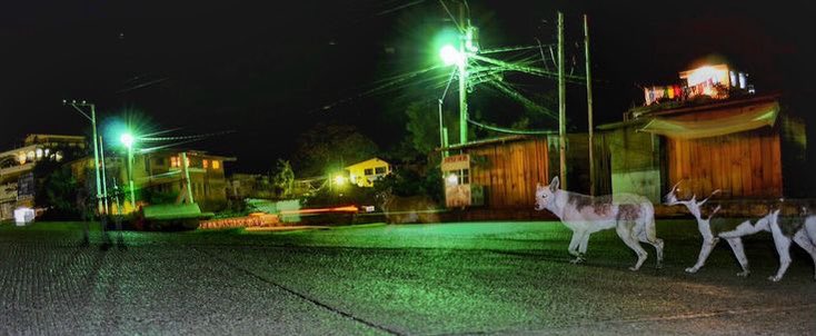 Stray dogs prowl the dark streets of Panajachel, Guatemala, Central America. Gary Moore photo. Real World Photographs. #photojournalism #world #dogs #animals #guatemala #centralamerica #malmo #sweden #garymoorephotography #denmark #realworldphotographs #nikon #documentary