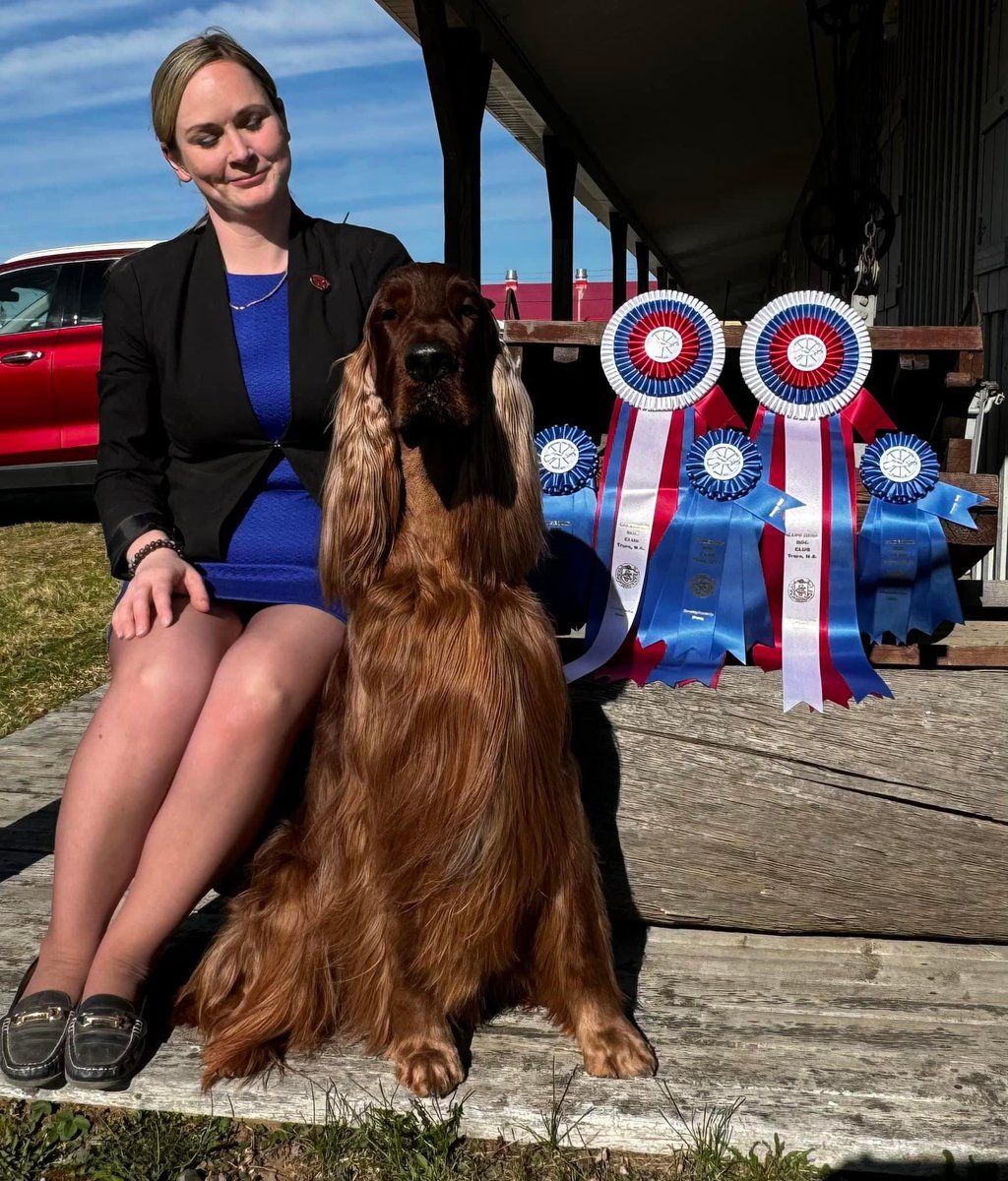 ☘️ Lenox had himself a weekend
<a href="/WKCDOGS/">Westminster Kennel Club</a>