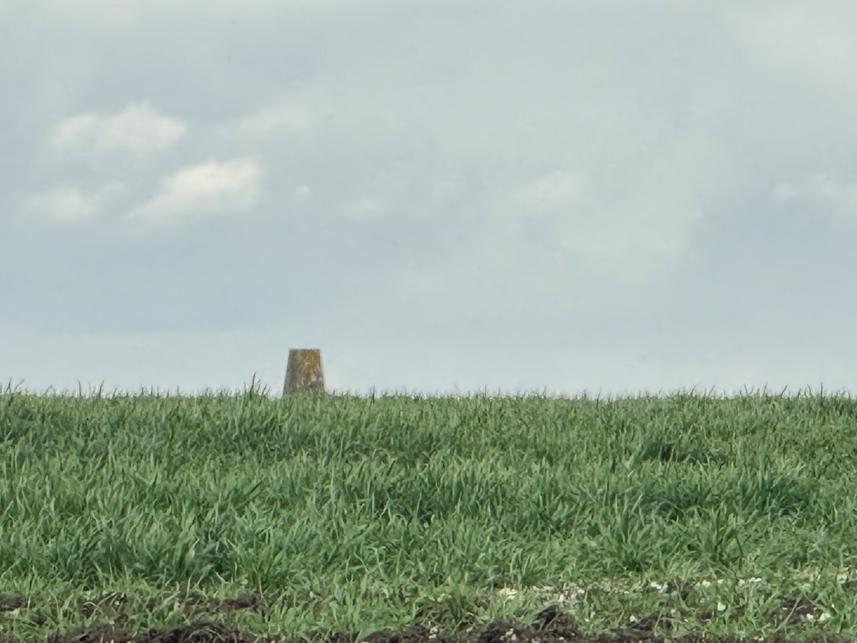 ScrumpyTrigs's tweet image. Trig 3:  Hackpen Hill, 272m flush bracket S2403 
The start of @NationalTrails #Ridgeway
No way to get to it - in the middle of a fenced off field.  
Lots of wildlife though - Skylarks (pic2  tbc), red kites and a hare
