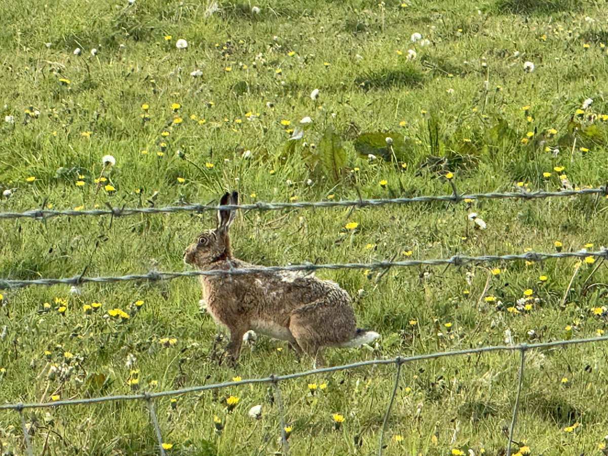 ScrumpyTrigs's tweet image. Trig 3:  Hackpen Hill, 272m flush bracket S2403 
The start of @NationalTrails #Ridgeway
No way to get to it - in the middle of a fenced off field.  
Lots of wildlife though - Skylarks (pic2  tbc), red kites and a hare