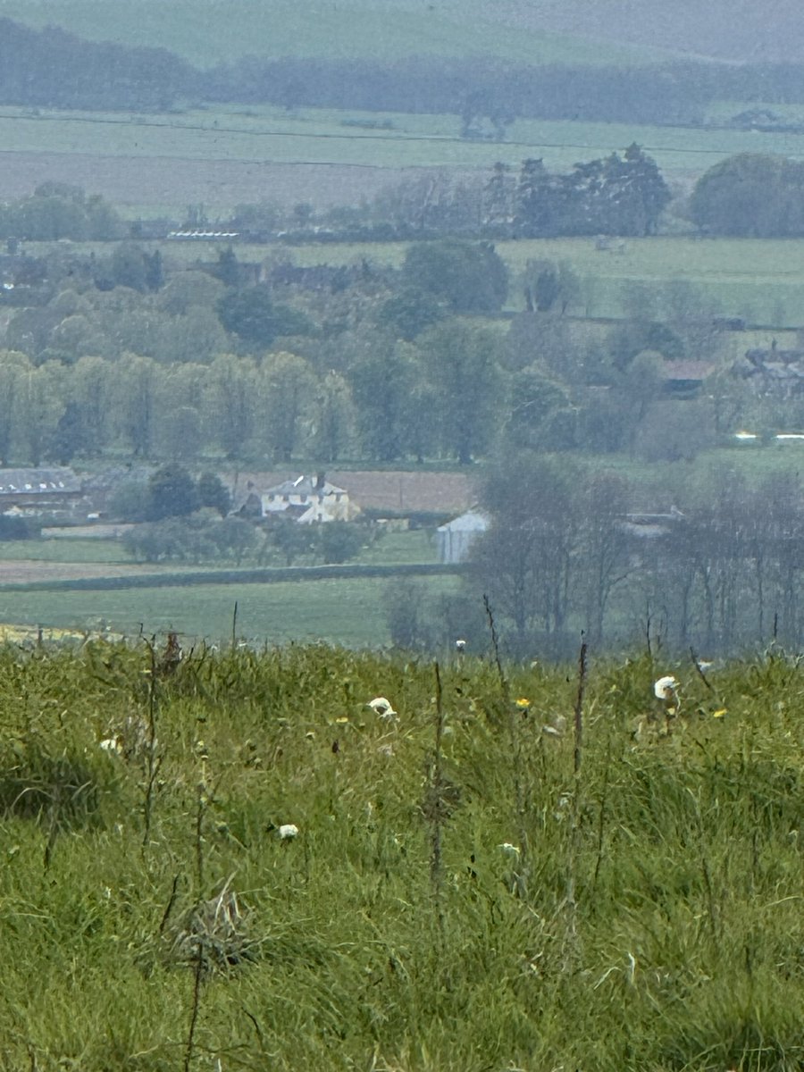 ScrumpyTrigs's tweet image. Trig 3:  Hackpen Hill, 272m flush bracket S2403 
The start of @NationalTrails #Ridgeway
No way to get to it - in the middle of a fenced off field.  
Lots of wildlife though - Skylarks (pic2  tbc), red kites and a hare