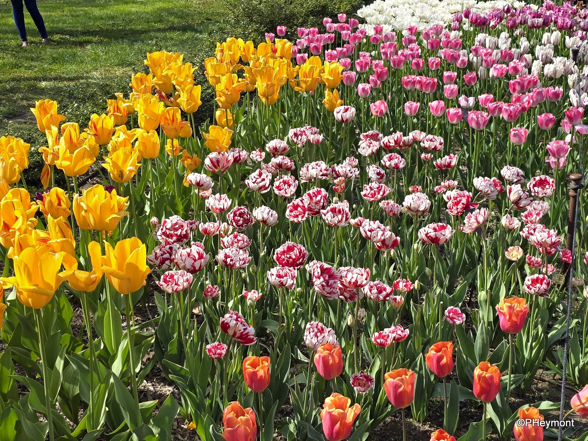 #GumboOnTheGo! #ttot

#AprilTulipsGalore #Brooklyn #BotanicGarden

TravelGumbo
By Travelers, for Travelers

travelgumbo.com/resource/0818