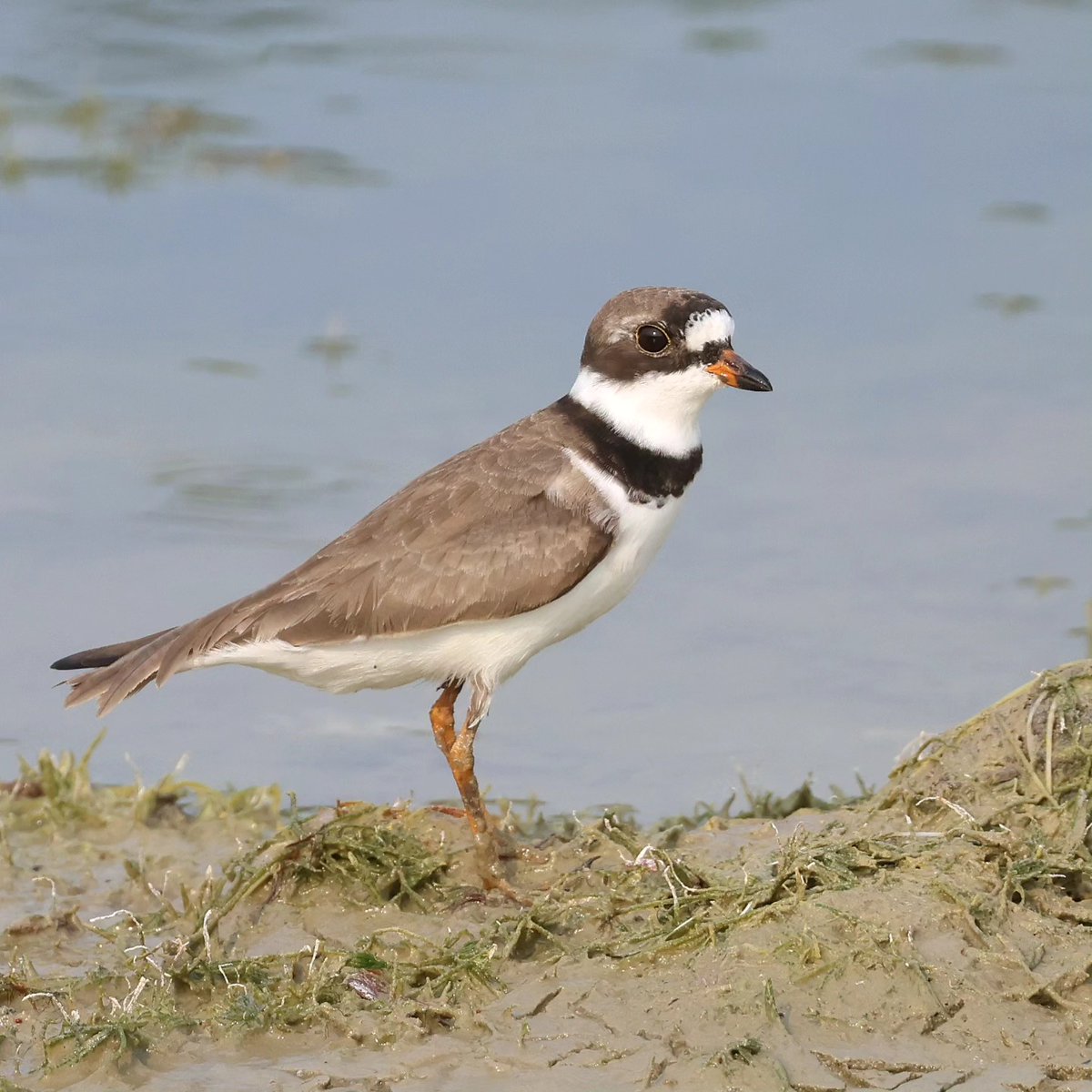 Species: Semipalmated Plover (Charadrius semipalmatus)
Location: Spanish Lookout, Belize
Status in Belize:  Fairly common Aug-May on coast and cayes
Photo📷: Leslie Penner
#BirdsofBelize #BirdsSeenIn2024 #birds #BirdsOfX #BirdsOfTwitter