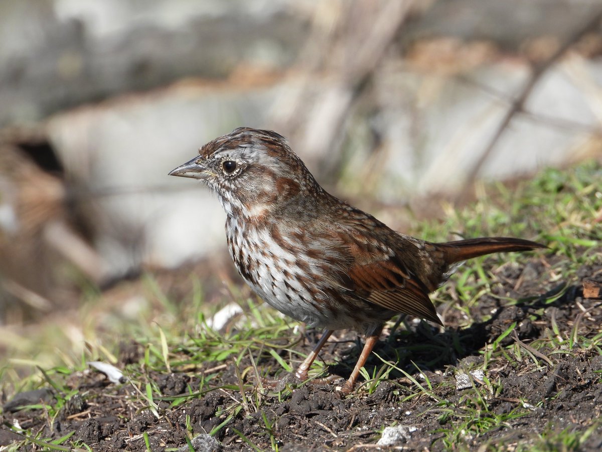 @nickyperry82 Hello from Vancouver Island! #SparrowSunday