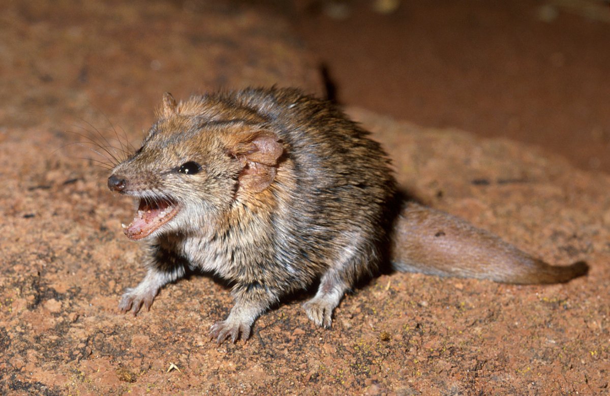 Mammal Monday.
A fearsome sight (if you’re an insect) – the fat-tailed pseudantechinus is a marsupial that hunts for insects at night in rocky habitat in central Australia.
Their tails are filled with fat that acts as a backup food supply. 

#wildoz #dasyurid